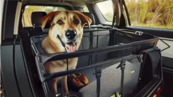 Перевозка животных: правильно перевозим кошек и собак в авто, ж/д и авиатранспорте